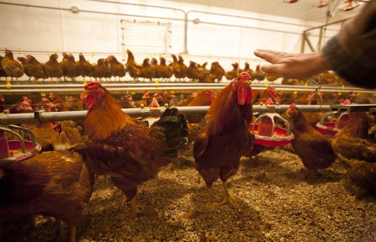 Hillandale Farms Talks In regards to the Methods Companies might be Extra Power Environment friendly