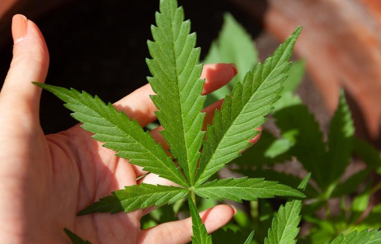 The Use Of Medical Marijuana As A Promising Remedy For PTSD In Texas